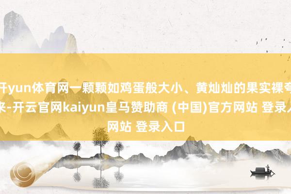 开yun体育网一颗颗如鸡蛋般大小、黄灿灿的果实裸夸耀来-开云官网kaiyun皇马赞助商 (中国)官方网站 登录入口